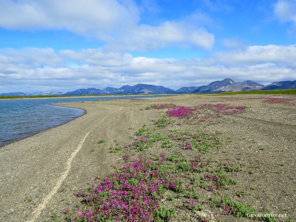 Лагуна нэскынпильгын Чукотка
