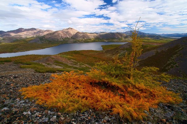 Тундра Чукотка Анадырь