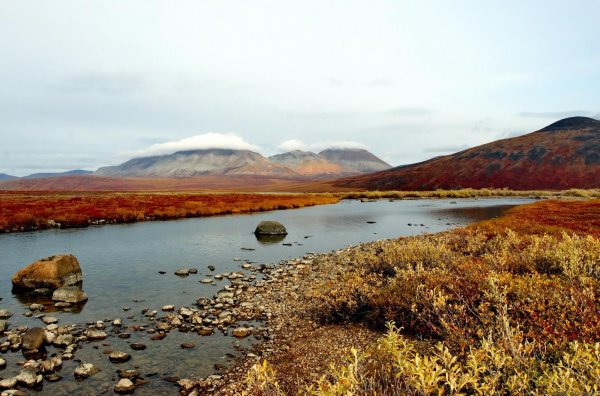 Флора Чукотки