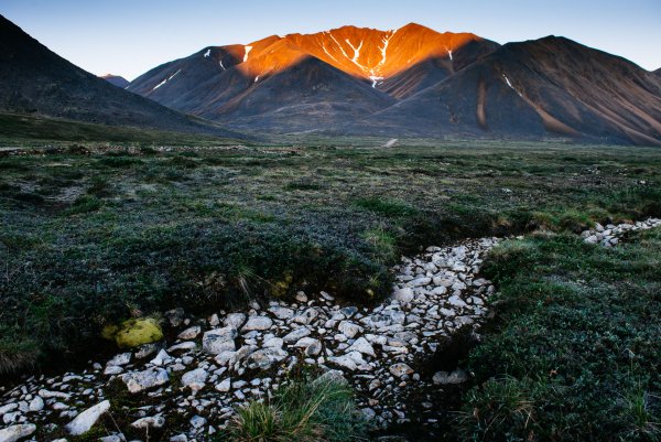 Чукотское Нагорье Флора