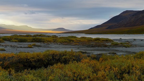 Остров Врангеля природа