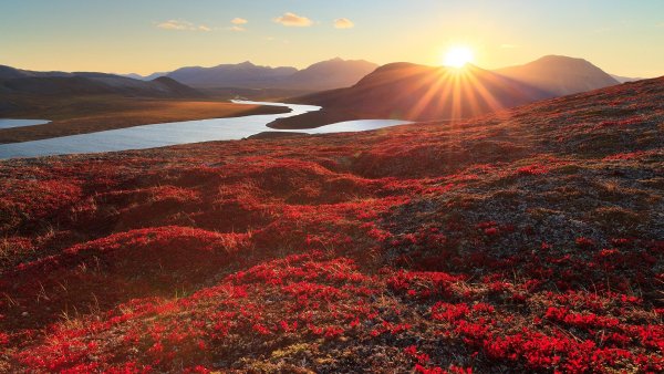 Чукотское Нагорье Флора