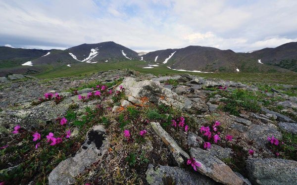 Чукотское Нагорье Флора