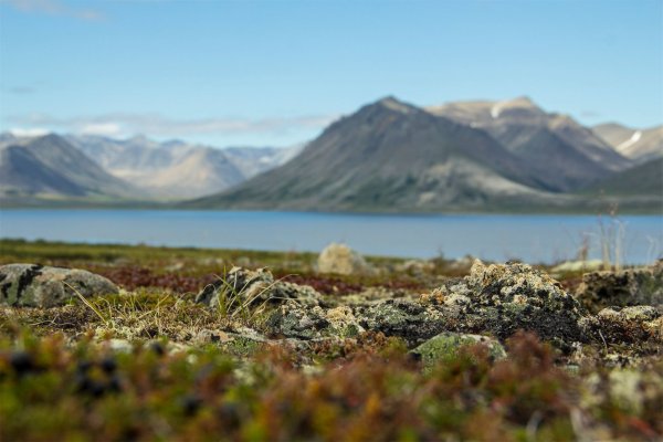Чукотка тундра летом