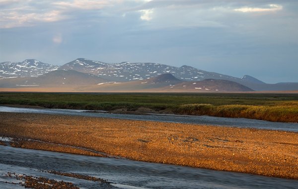 Чукотка остров Врангеля