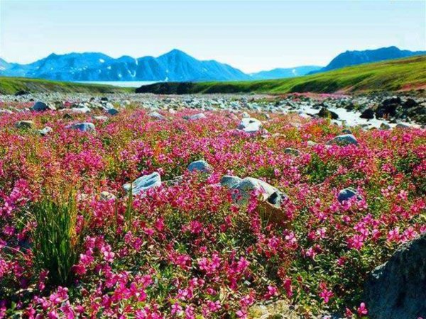 Остров Врангеля Флора