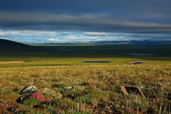 Анадырь тундра