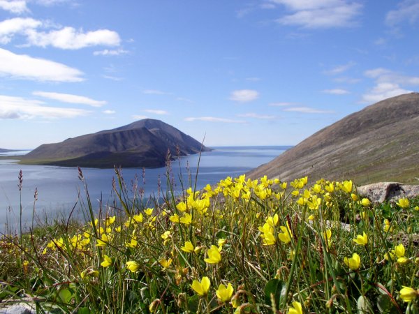 Арктическая Мохово-лишайниковая тундра