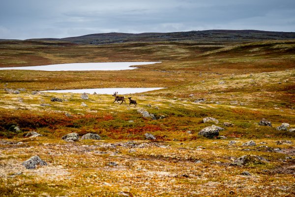 Чукотский автономный округ природа