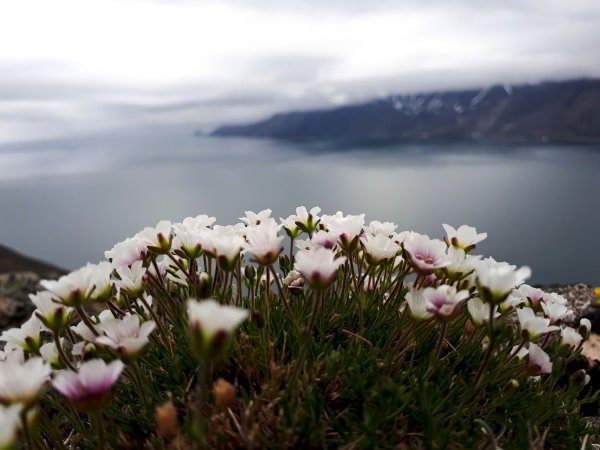 Чукотка тундра