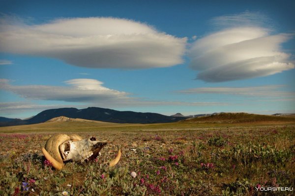 Лето на Чукотке