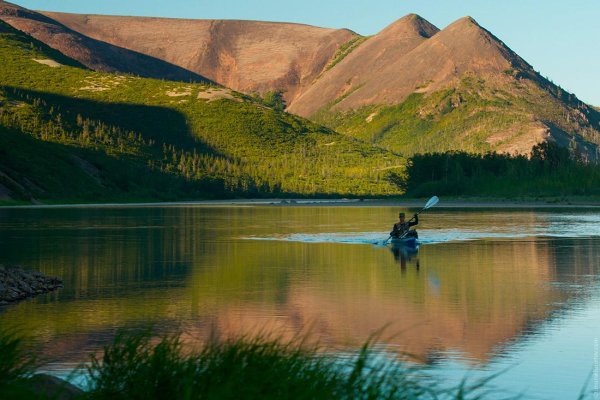 Растения тундры Морошка