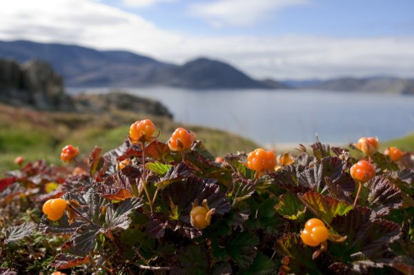 Полуостров Таймыр