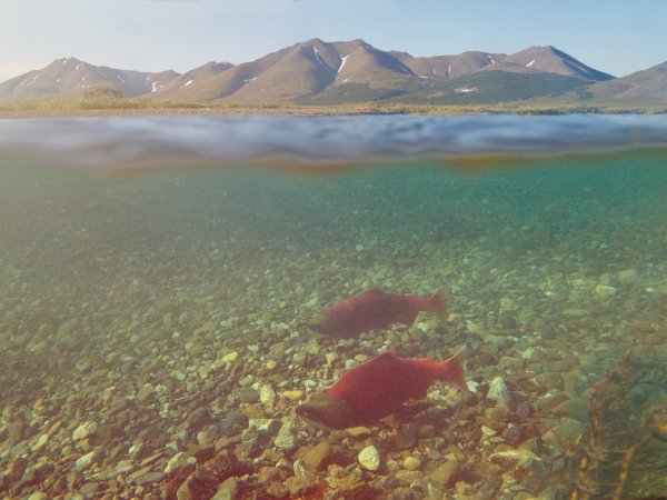 Чукотский автономный округ природа