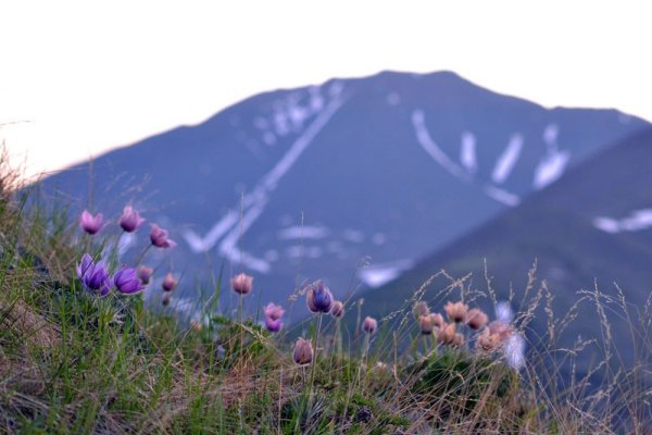 Остров Врангеля заповедник