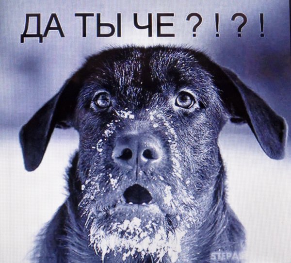 Енот смеется