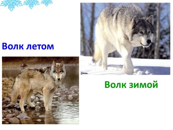 Окрас волка зимой и летом