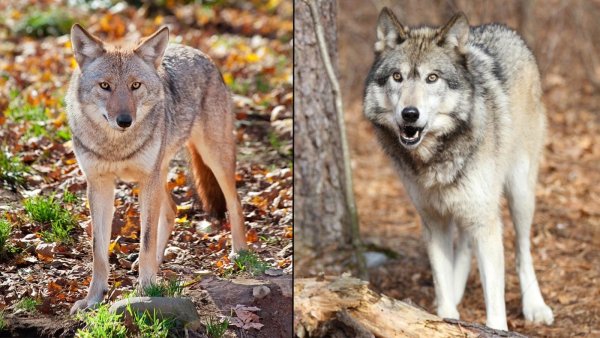 Китайский волк