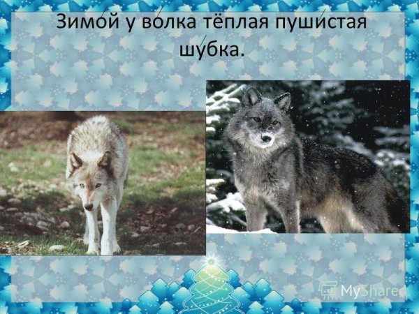 Волк весной