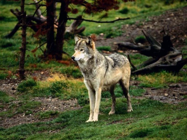 Волк зимой и летом