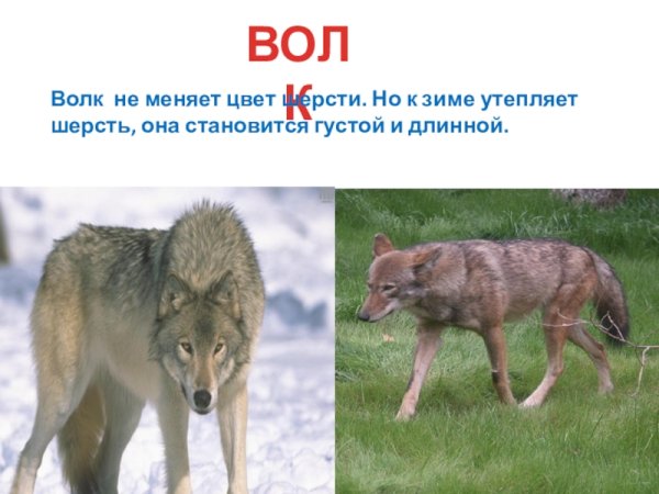 Таёжный волк