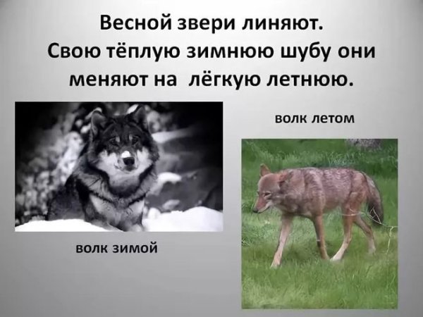 Волк в заснеженном лесу