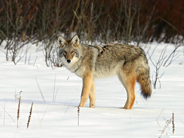 Волк зимой и летом