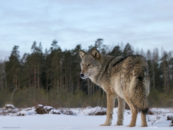Соболиный волк