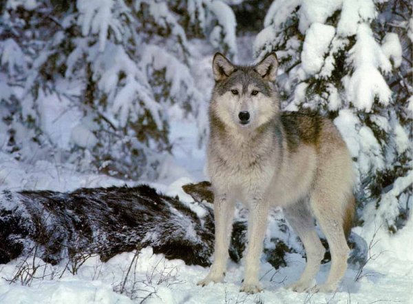 Природа зимой животные