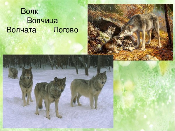 Чехословацкий влчак обои