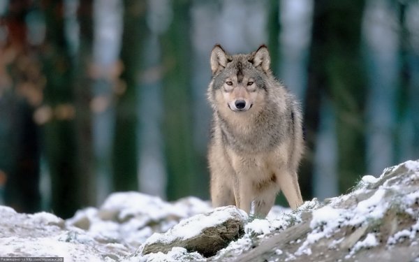 Как волк готовится к зиме