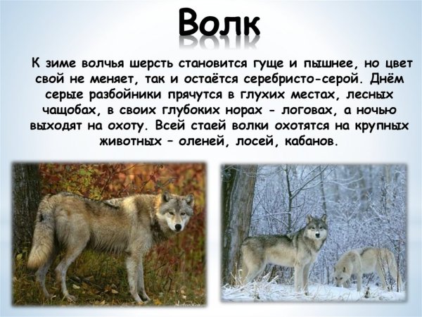 Йеллоустонский волк