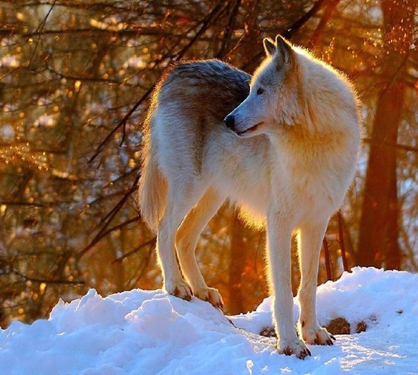 Алтайский волк