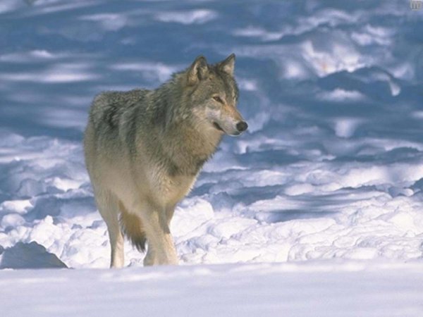 Волчья стая фильм 2015