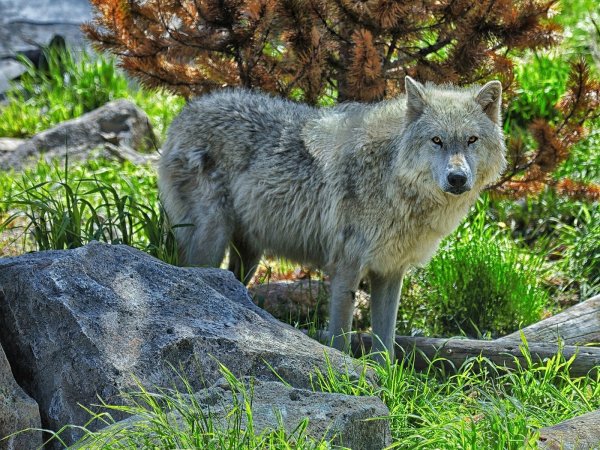 Весенний волк