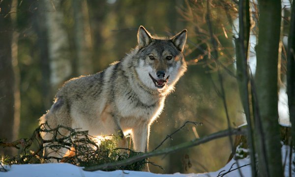 Стая Волков с волчатами