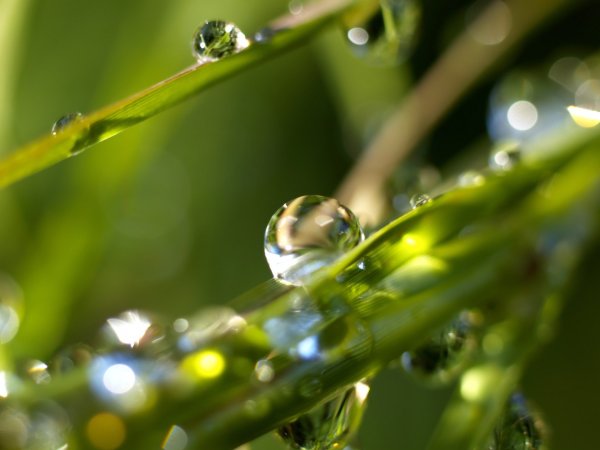 Ромашки на фоне воды