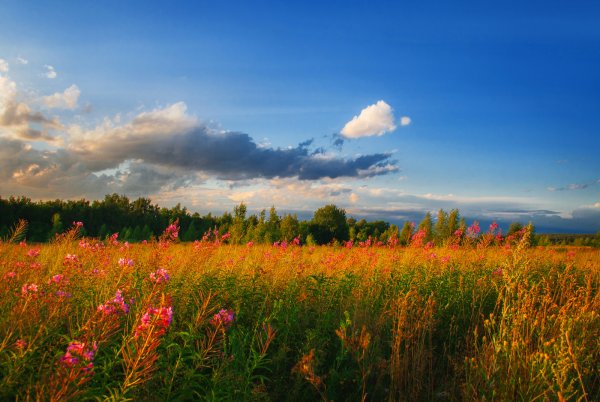 Белоруссия лес опушка