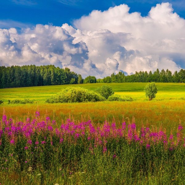 Урочище Золотая Поляна Рязанская область