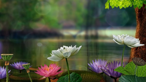 Лето природа умиротворение