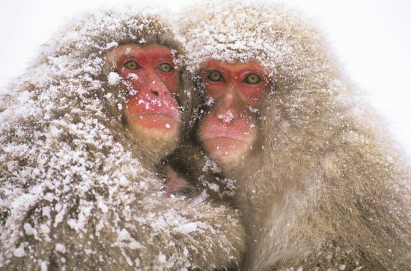 Смешные люди зимой