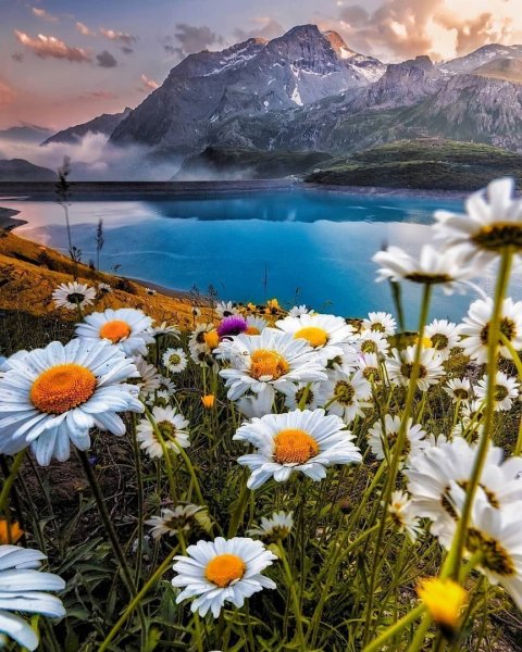 Ромашковая Поляна Хаджох