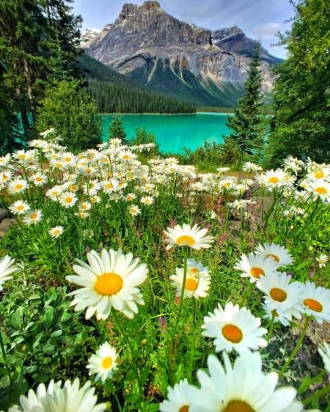 Лето природа