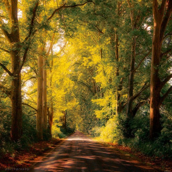 Горы лес озеро