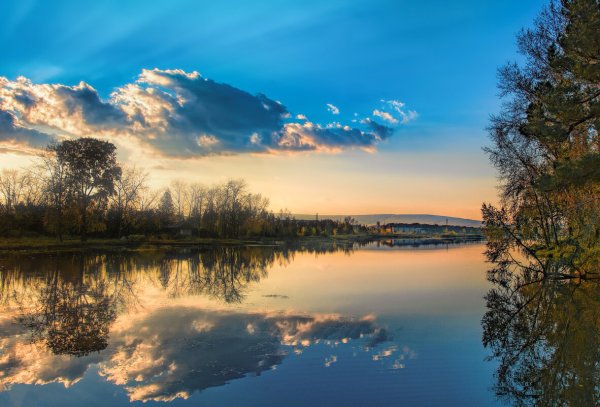 Цветущий луг Иван чай Россия