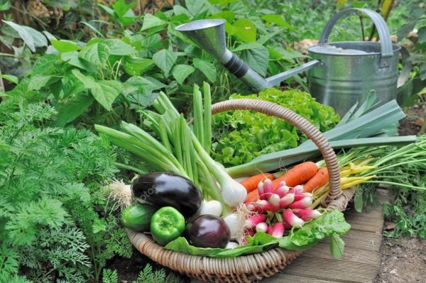 Растения сада и огорода