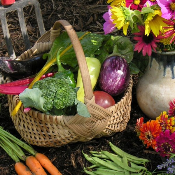 Детский огород