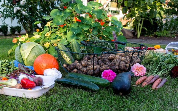 Осенний огород