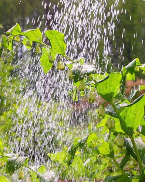 Дождливая природа