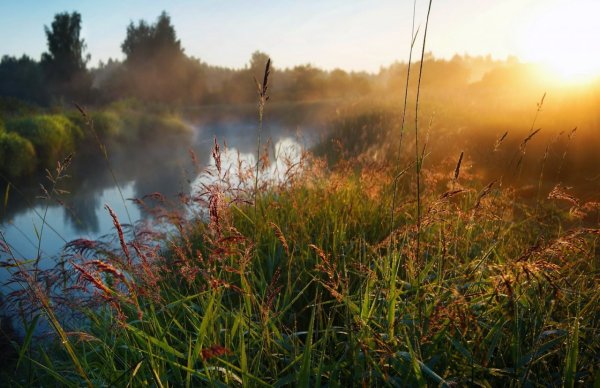 Летнее утро на реке